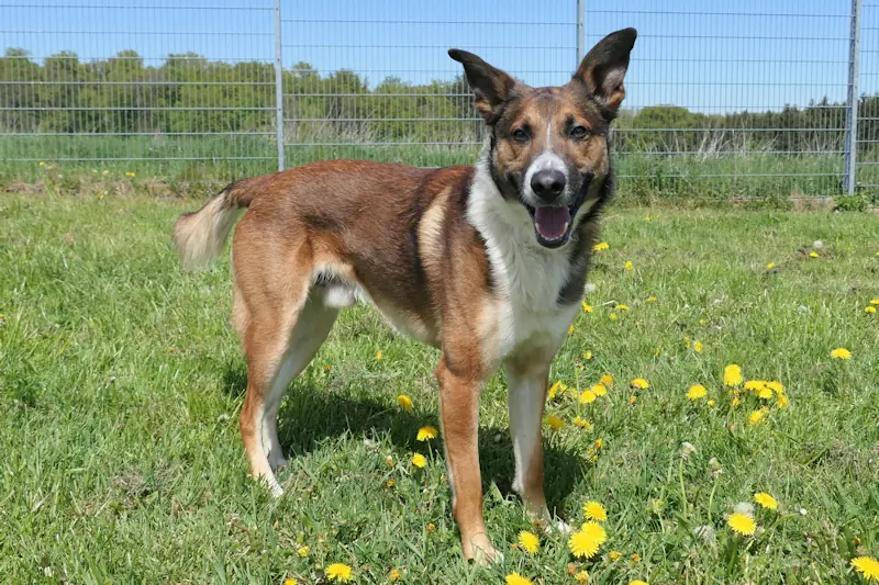 Sano - Deutscher Schäferhund - Bild 3