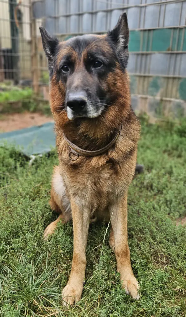 Pablo - Deutscher Schäferhund - Bild 1