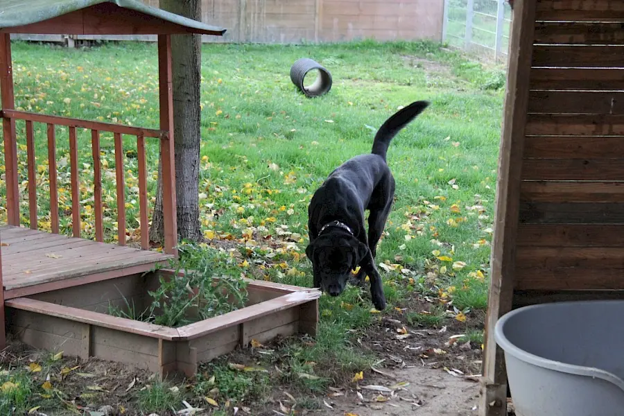 Spike - Labrador Retriever - Bild 4