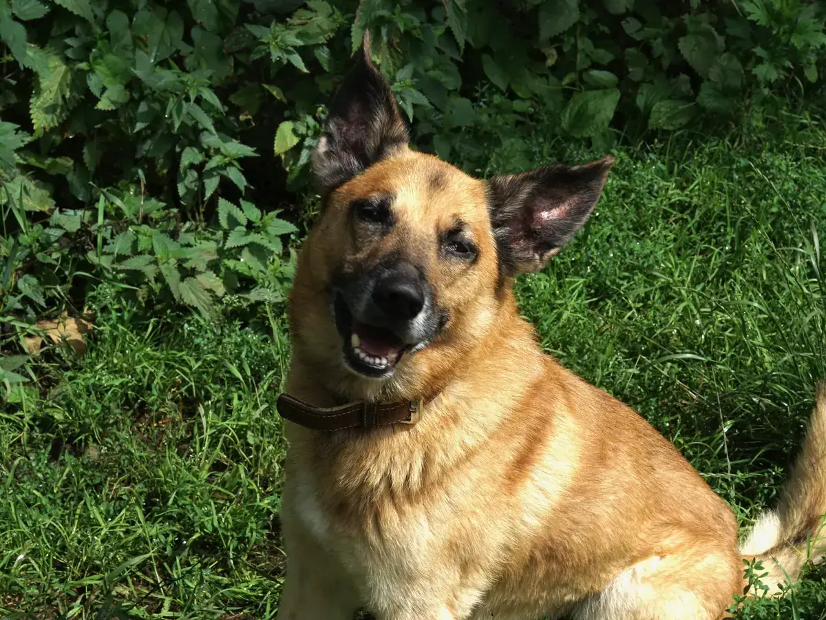 Ernie - Deutscher Schäferhund - Bild 2