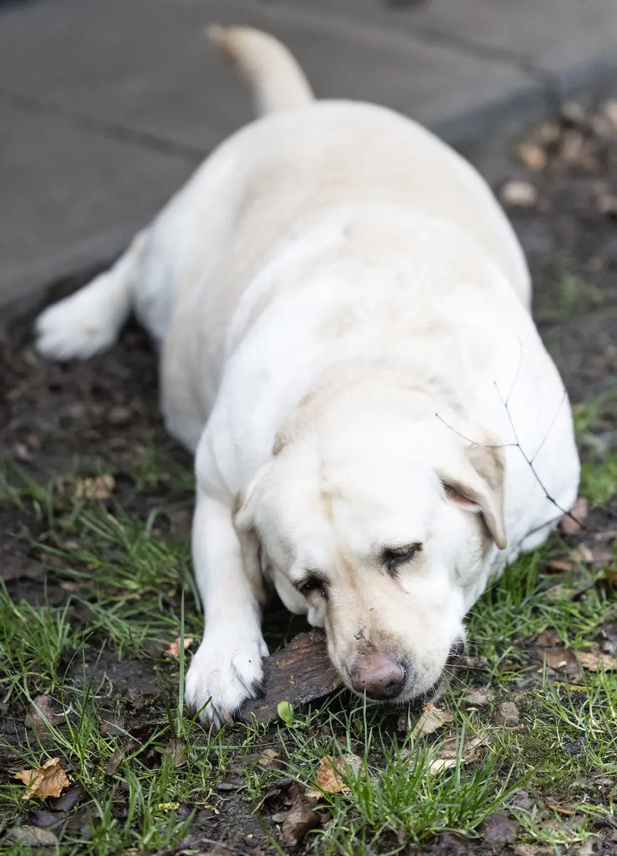 Lady Pummeluff - Labrador Retriever - Bild 3