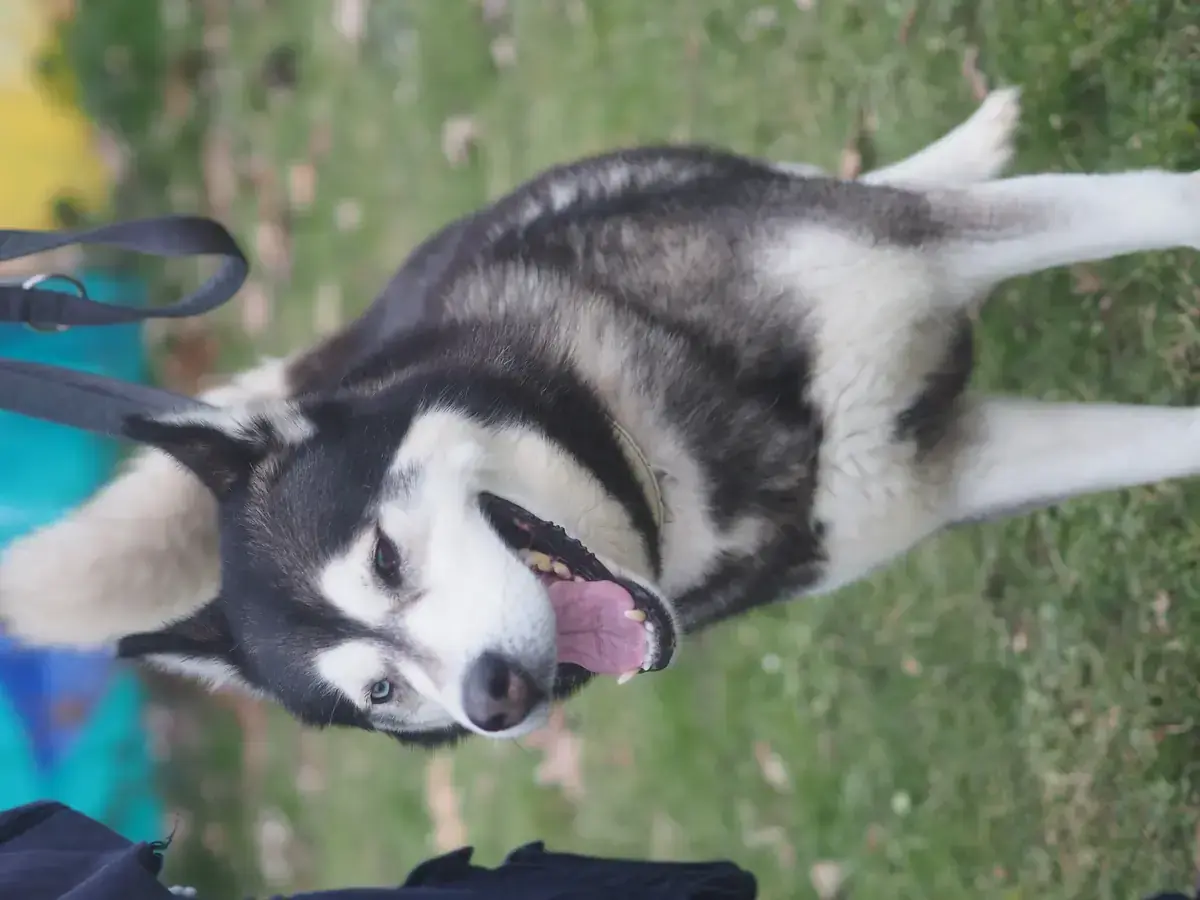 Bolto - Siberian Husky - Bild 6