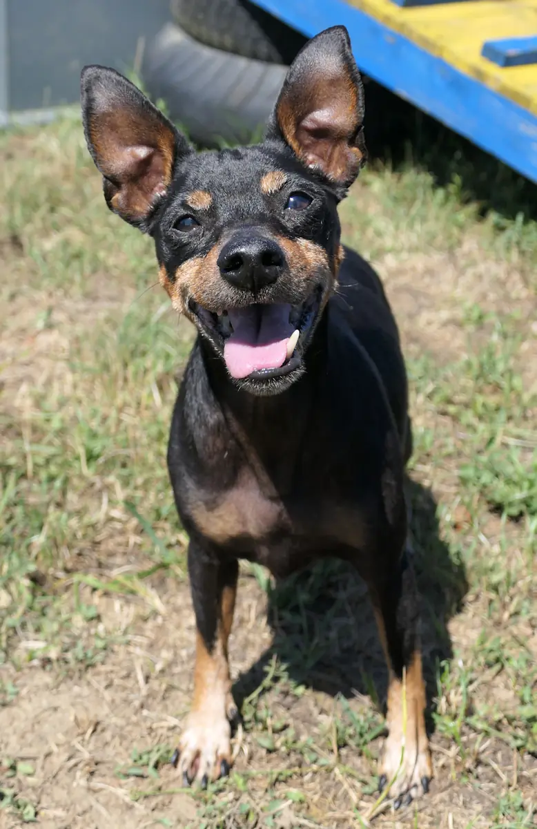 Lea - Zwergpinscher - Bild 3