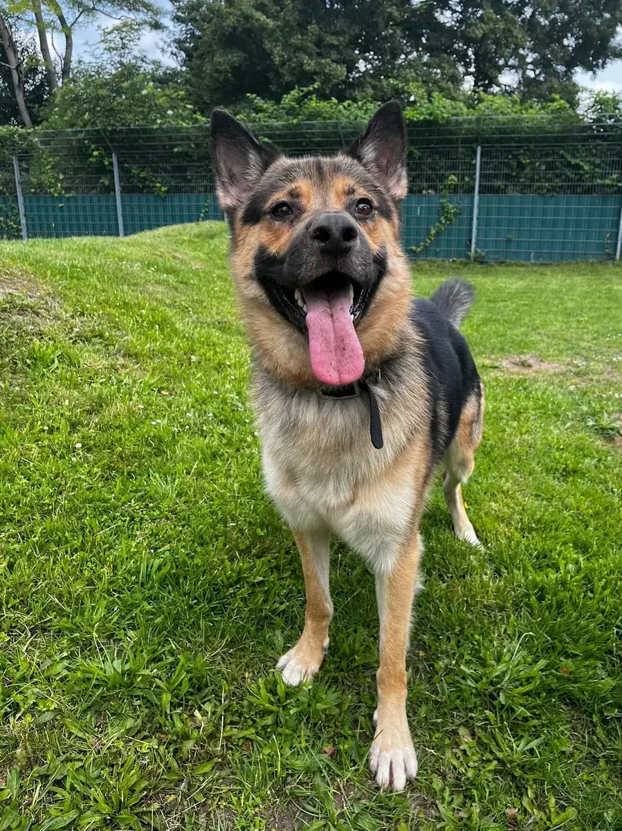 Smiley - Deutscher Schäferhund - Bild 4