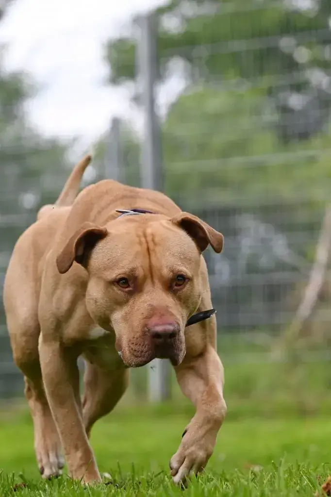 Ace - American Staffordshire Terrier - Bild 18