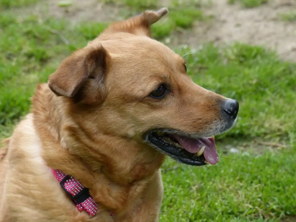 Toffee -  - Bild 6