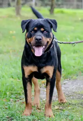 Tiger – Rottweiler – Bild 7