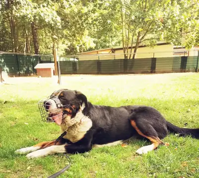 Bruno – Hund – Bild 4