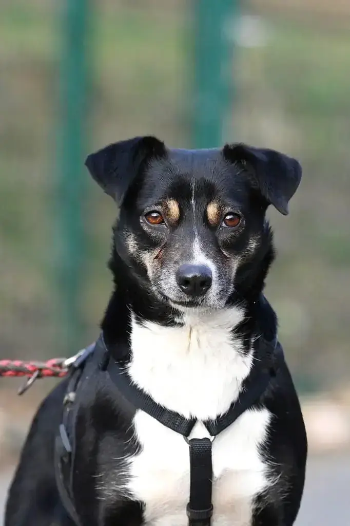 Frieda -  - Bild 2