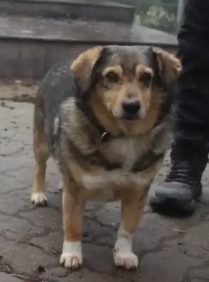 Benito – Hund – Bild 3