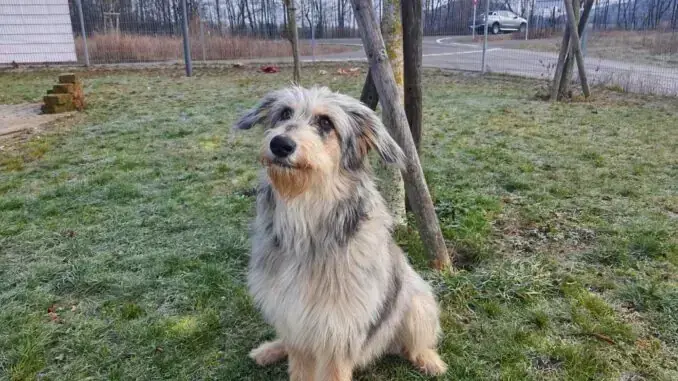 Australian Shepherd-Mix Max