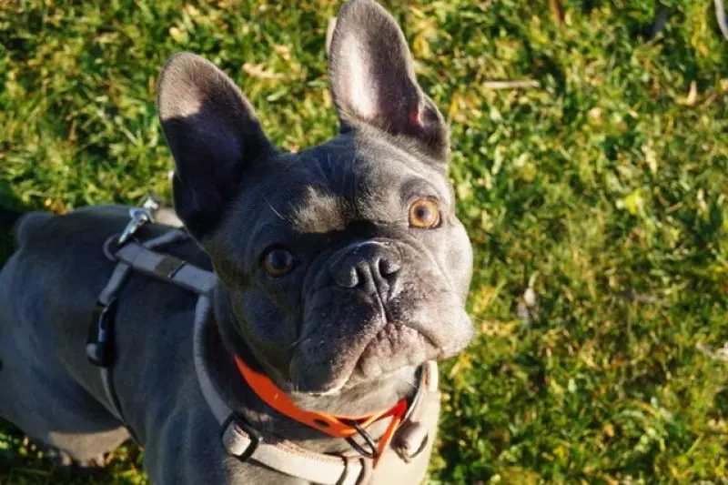 Cooper -  - Bild 2