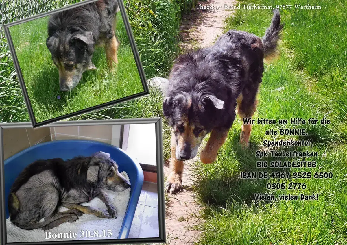 Hund Bonnie