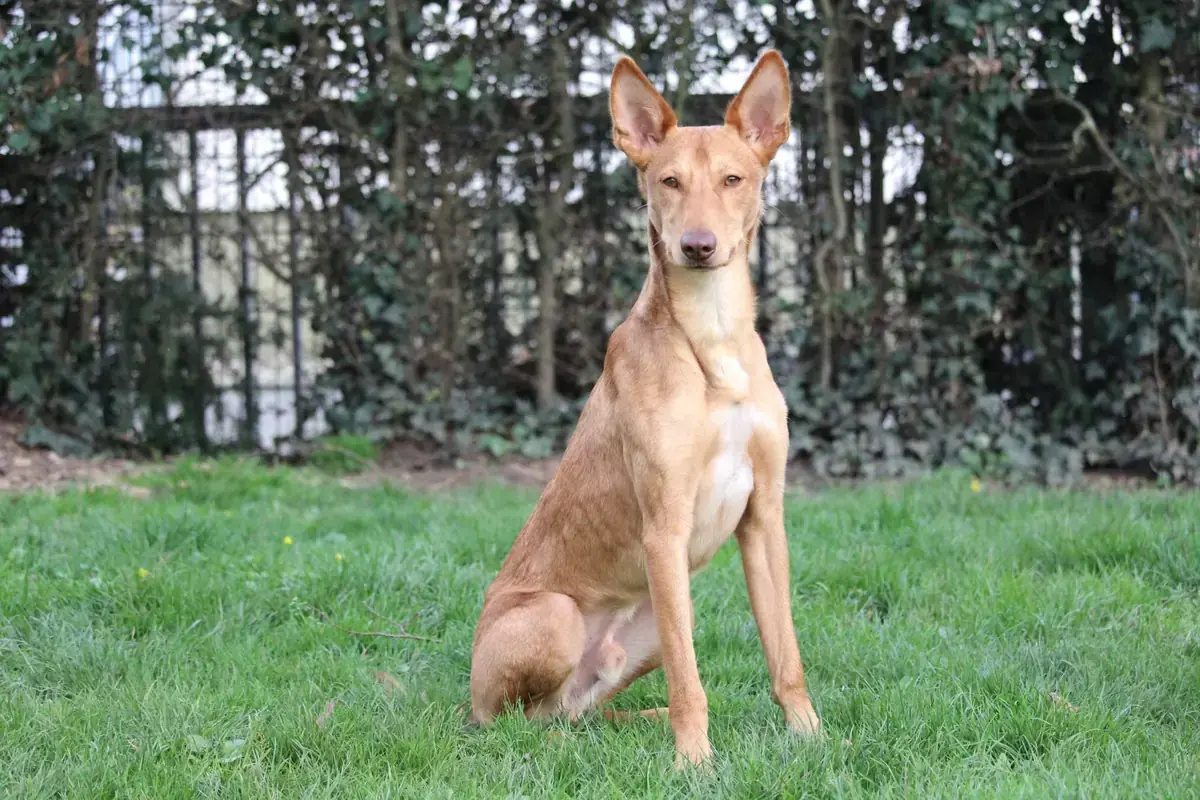 Baco - Podenco Canario - Bild 2