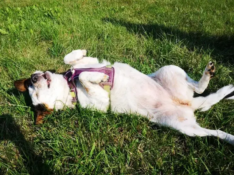 Betty -  - Bild 4