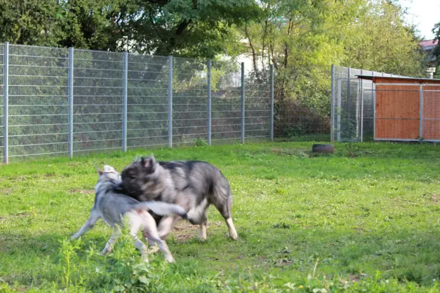 Rocky -  - Bild 19