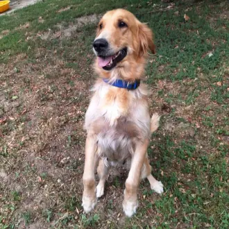 Rishka - Golden Retriever - Bild 1