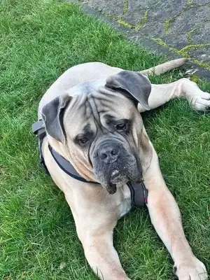 Byron – Cane Corso Italiano – Bild 8