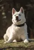 Balou - Siberian Husky - Bild 11