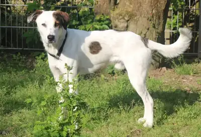 Benny – Hund – Bild 8