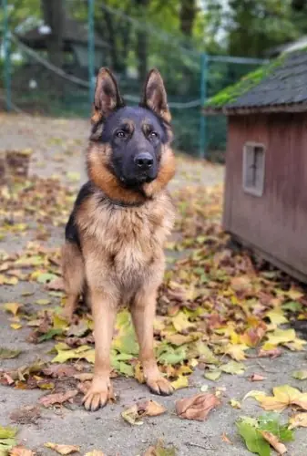 Jonny - Deutscher Schäferhund - Bild 2