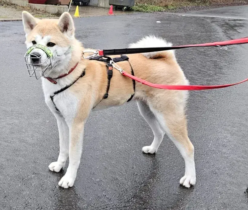 Liz - Akita - Bild 1