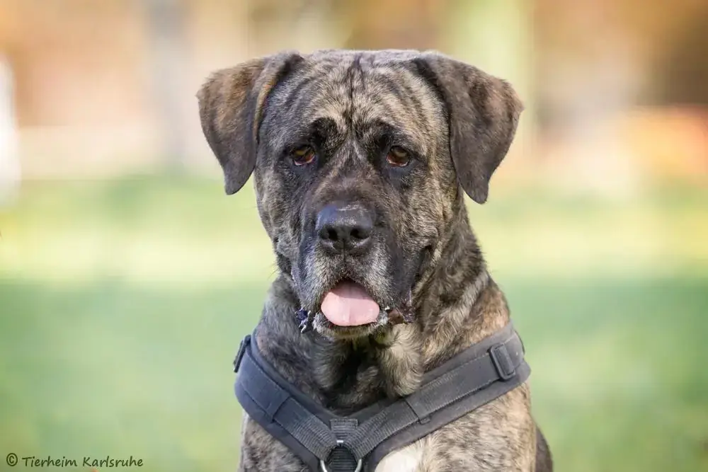 Mütze - Dogo Canario - Bild 1