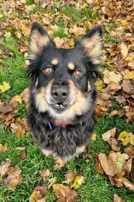 Paula – Hund – Bild 10