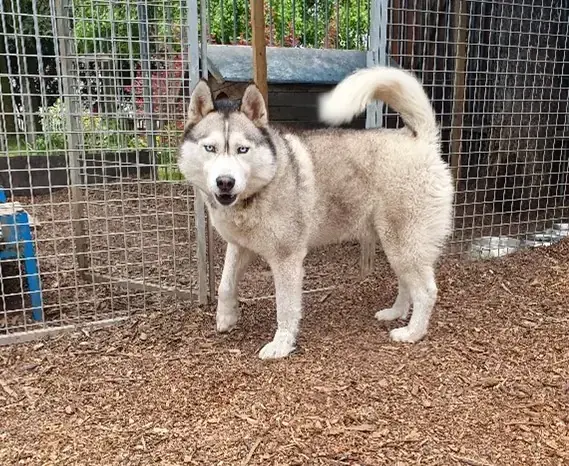 Siberian Husky Thunder