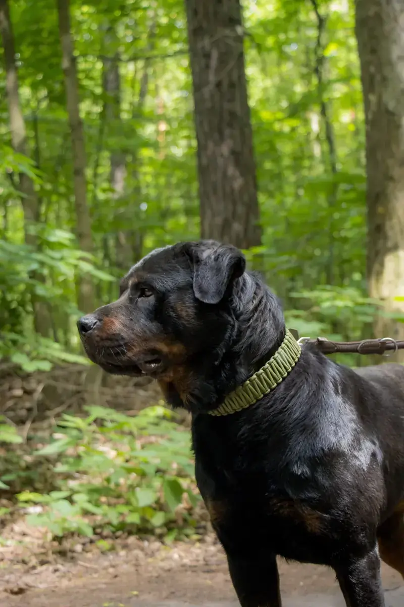 Ophelia - Rottweiler - Bild 5