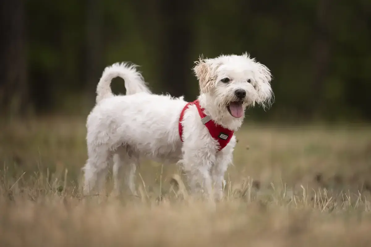 Marie und Batzi - Bichon Frisé - Bild 3