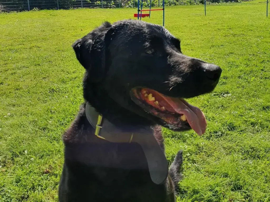 Brezel - Labrador Retriever - Bild 1