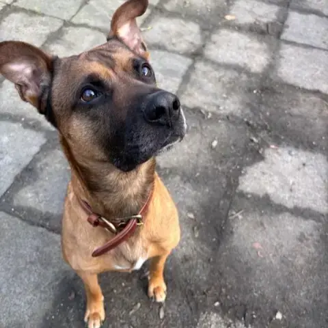 Balu - Deutscher Boxer - Bild 1