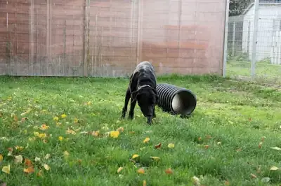 Spike – Labrador Retriever – Bild 8