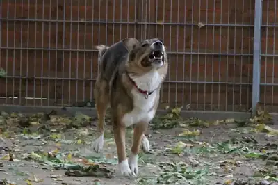 Amy – Deutscher Schäferhund – Bild 4