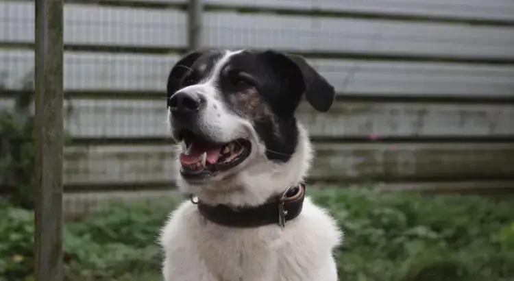 Paco -  - Bild 1