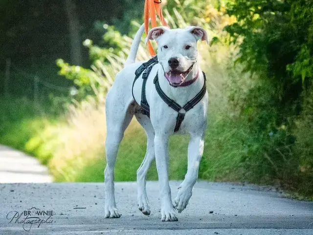 Bonny - Dogo Argentino - Bild 13