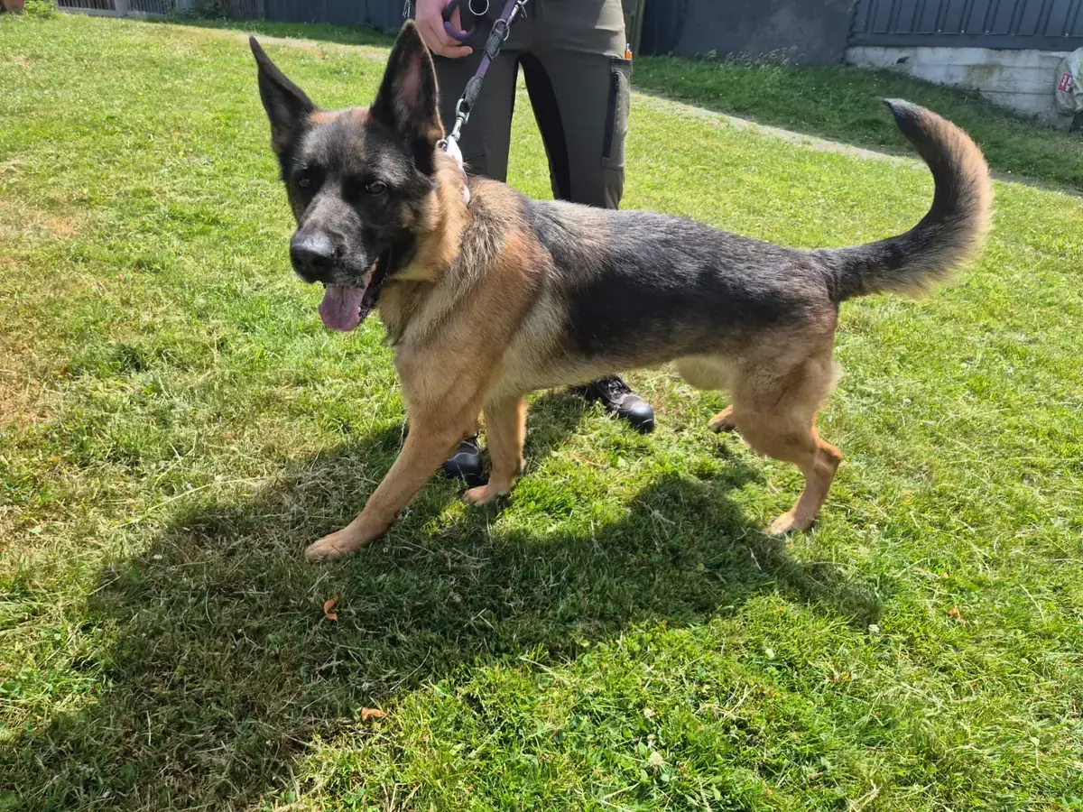 Deutscher Schäferhund Gina