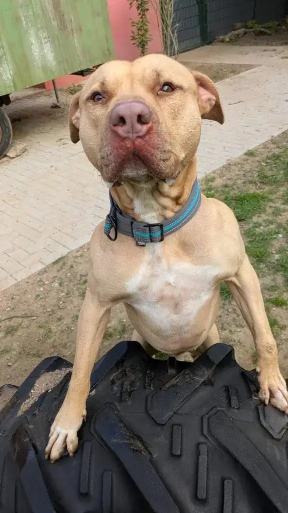 Ace - American Staffordshire Terrier - Bild 6