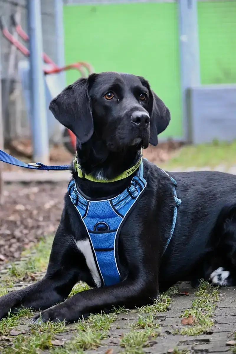 Balu - Labrador Retriever - Bild 6