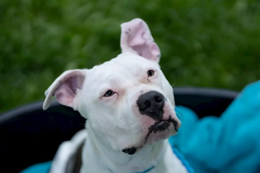 Apollo - American Staffordshire Terrier - Bild 18