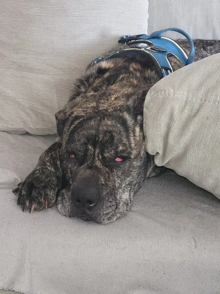 Lila - Dogo Canario - Bild 2