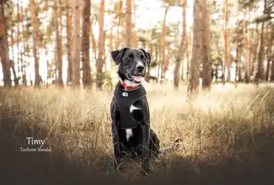 Timy – Hund – Bild 2