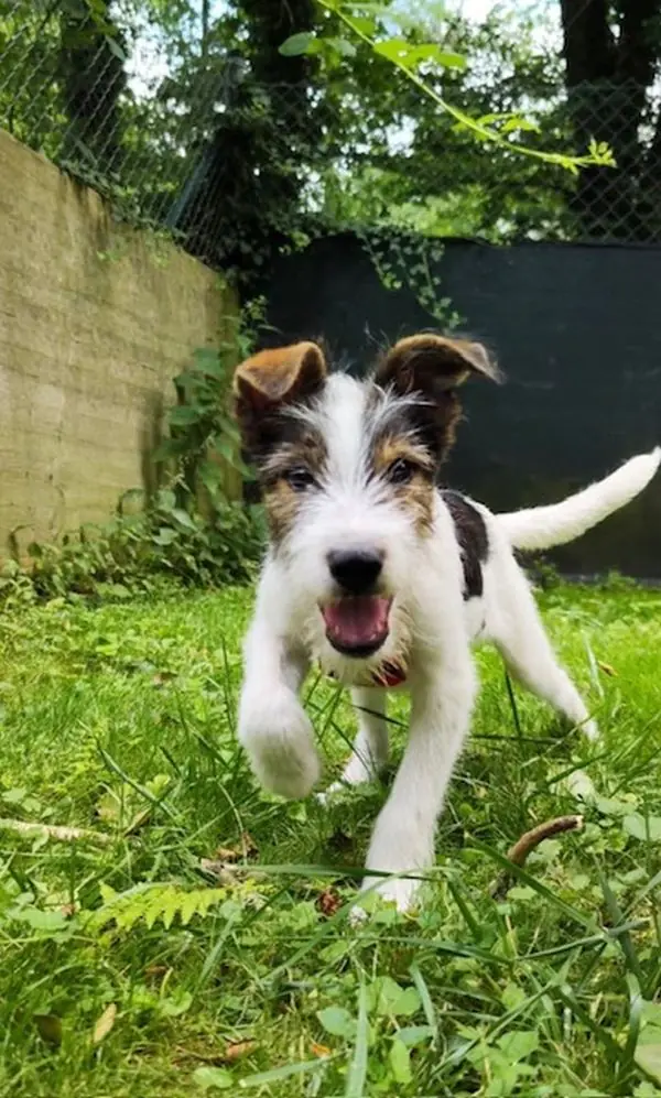 Rufus -  - Bild 1