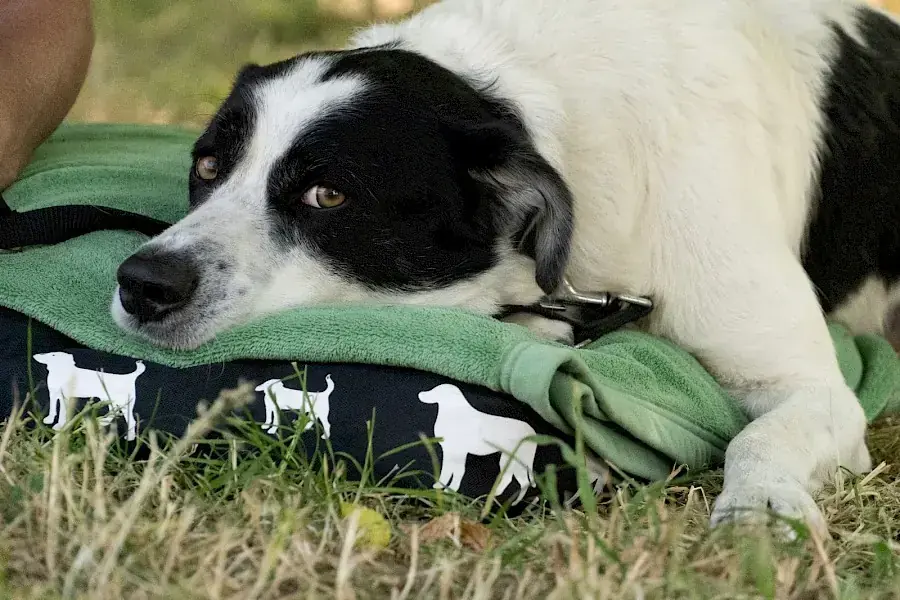 Charly -  - Bild 4