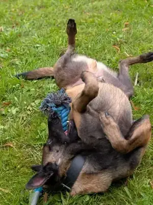 Lando – Belgischer Schäferhund – Bild 2