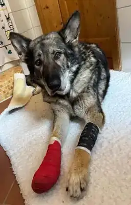 Wölfchen – Hund – Bild 10