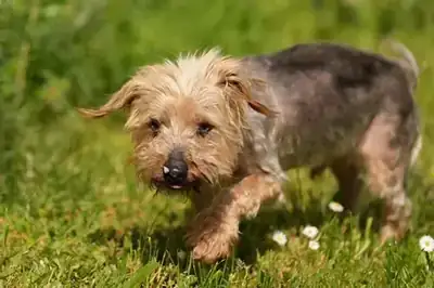 Felix – Yorkshire Terrier – Bild 2