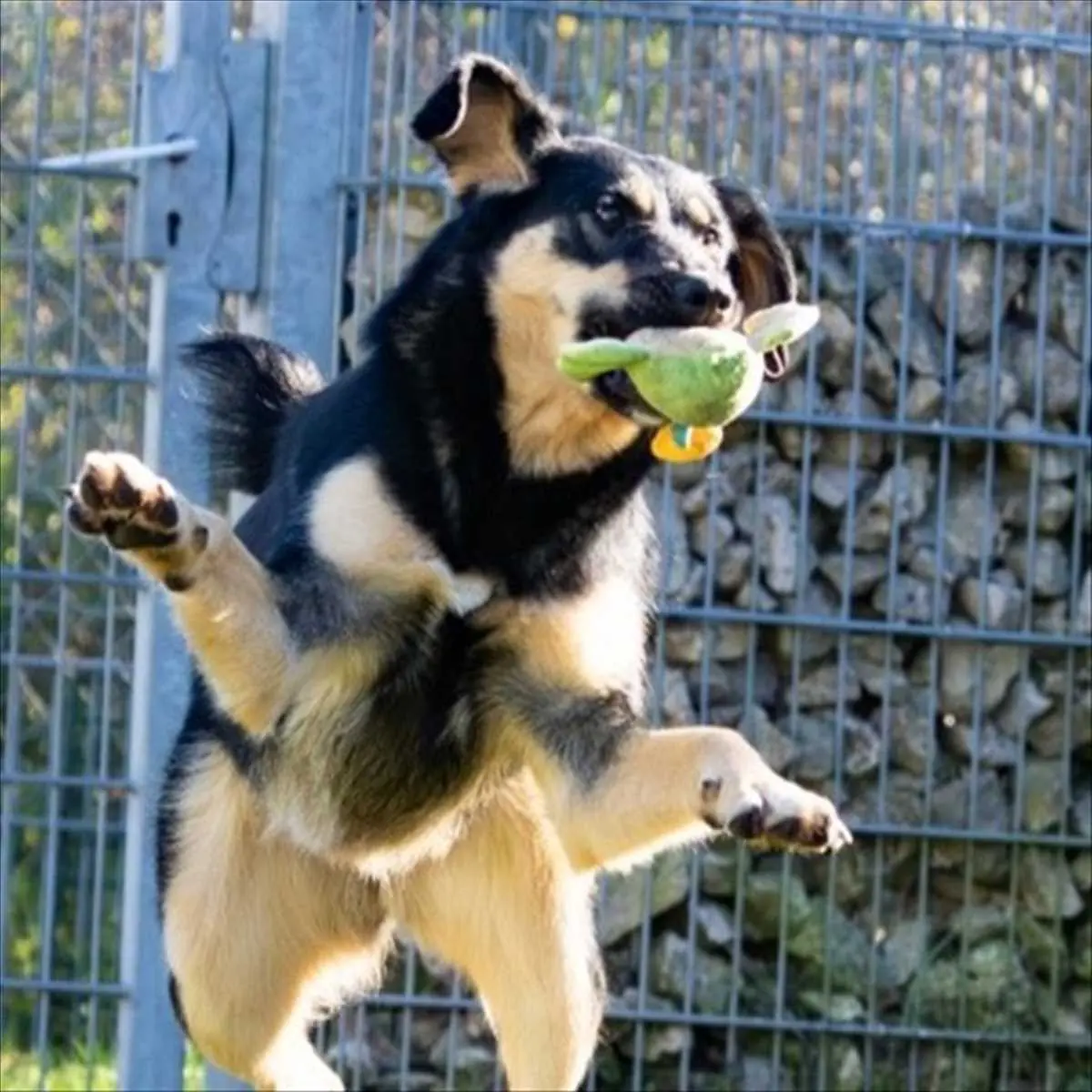 COCO -  - Bild 1