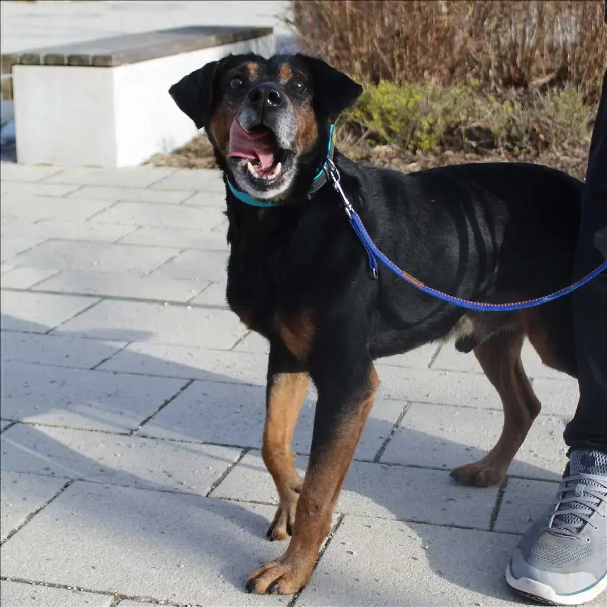 CAPPER -  - Bild 1